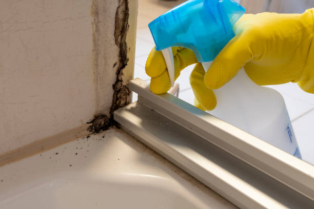 Best Fast Mold Removal  in Sudden Valley, WA